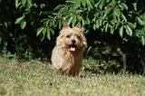 NORWICH TERRIER 062